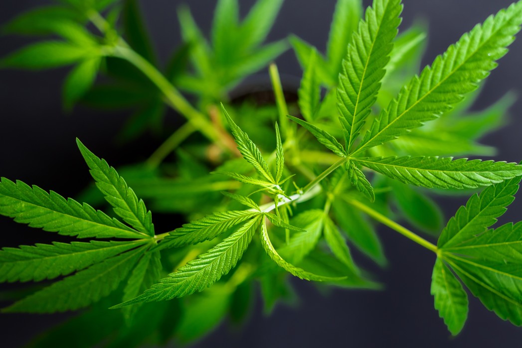 elfbar nachfüll pod läuft aus Le CBD est-il légal en France et en Europe ? Guide législatif complet pour  l'achat de CBD main image 1