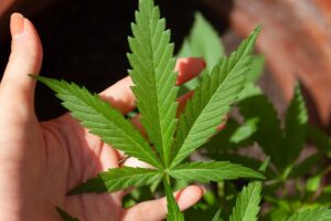 feuilles-cannabis-durée-positivités-drogue