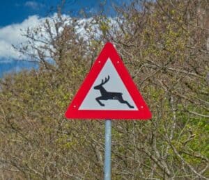 panneau animaux route